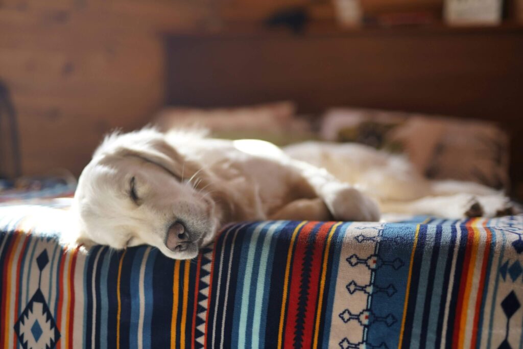 CBD Beruhigung Hund - natürliche Beruhigungsmittel & Hausmittel