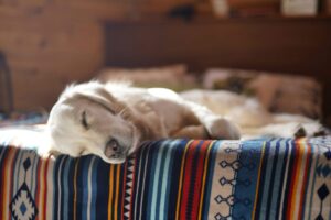 CBD Beruhigung Hund - natürliche Beruhigungsmittel & Hausmittel