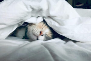 Katze Beruhigungsmittel natürlich – an Silvester, bei Tierarztbesuch & Katzentransport