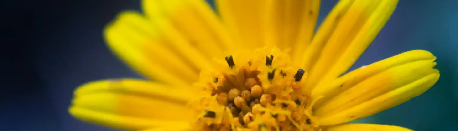 Arnica montana – Homöopathisches Schmerzmittel