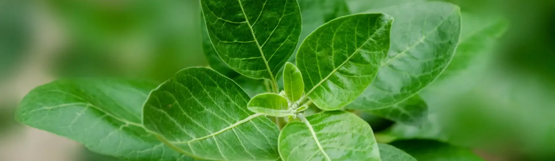 Ashwagandha pflanzliches Beruhigungsmittel