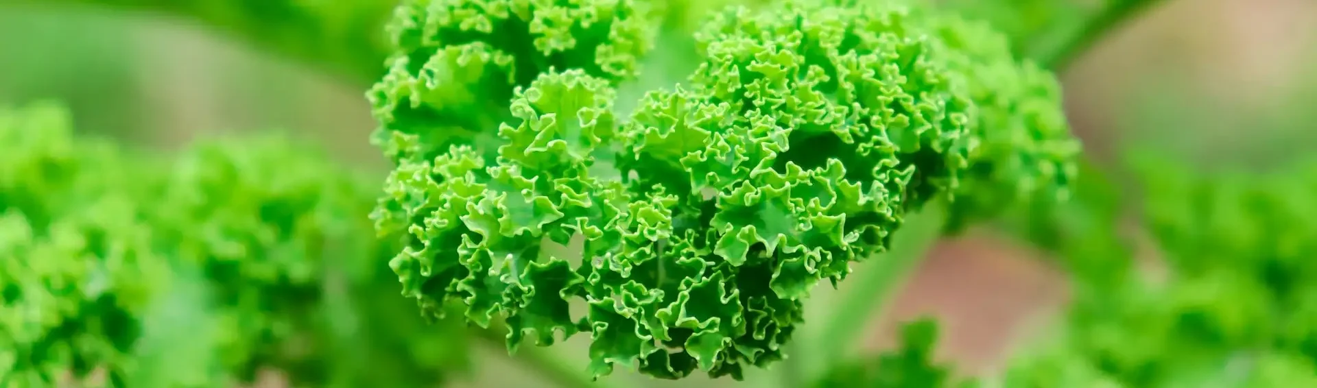 Basische Lebensmittel