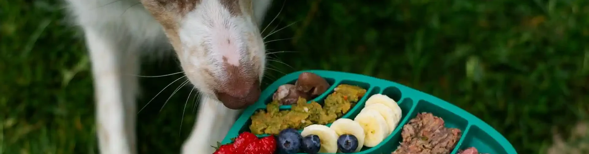Futter bei Sodbrennen: Was füttere ich?