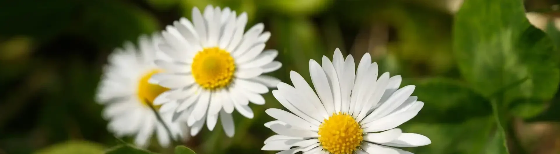 Bellis perennis – Homöopathisches Schmerzmittel