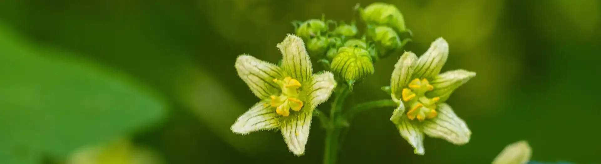 Bryonia alba – Homöopathisches Schmerzmittel