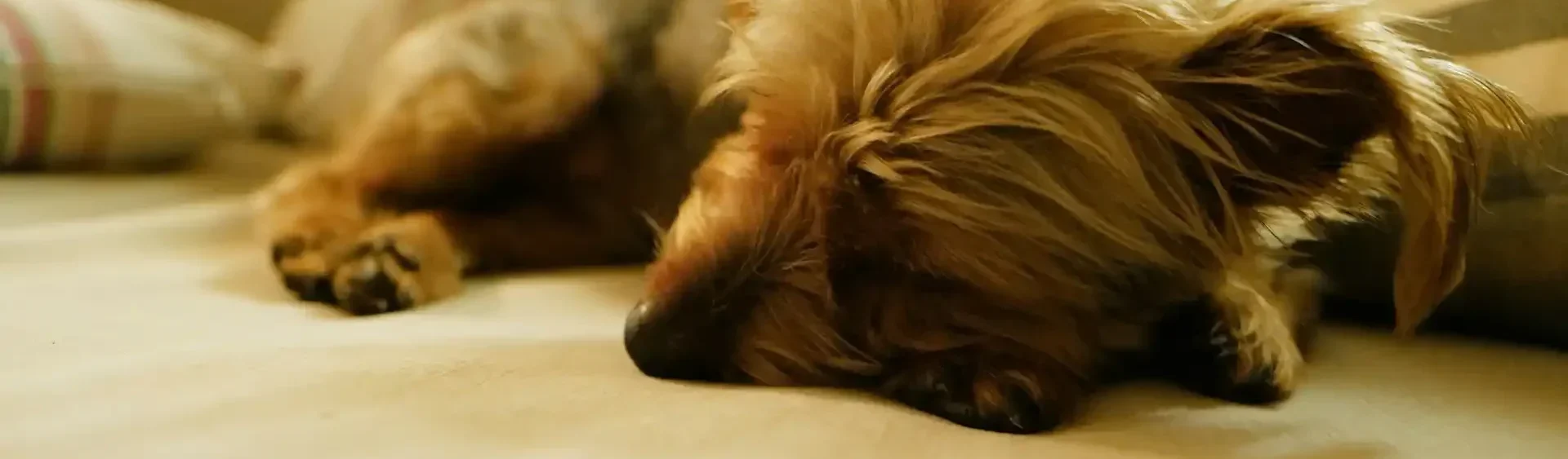 CBD zur Beruhigung für Hunde