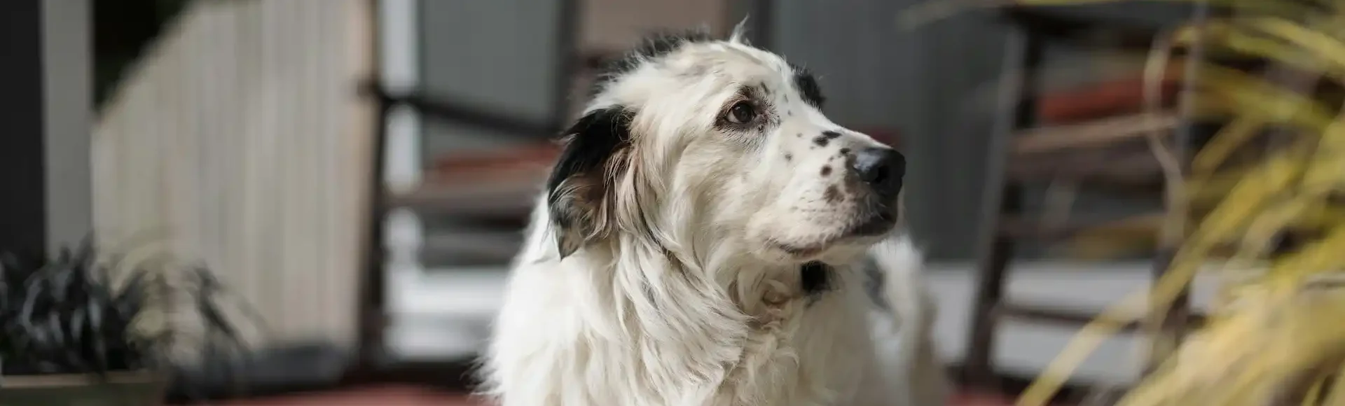 Heilmittel für Hunde mit Arthrose