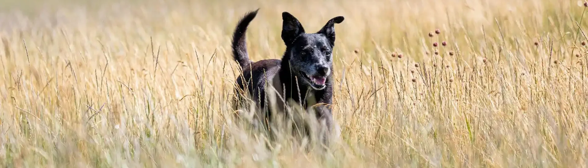 Anwendung von CBD Öl bei Arthrose