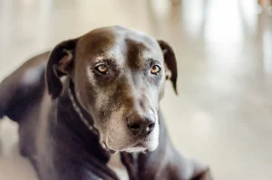 CBD Öl Hund Arthrose – richtige Dosierung, Heilmittel & Hausmittel