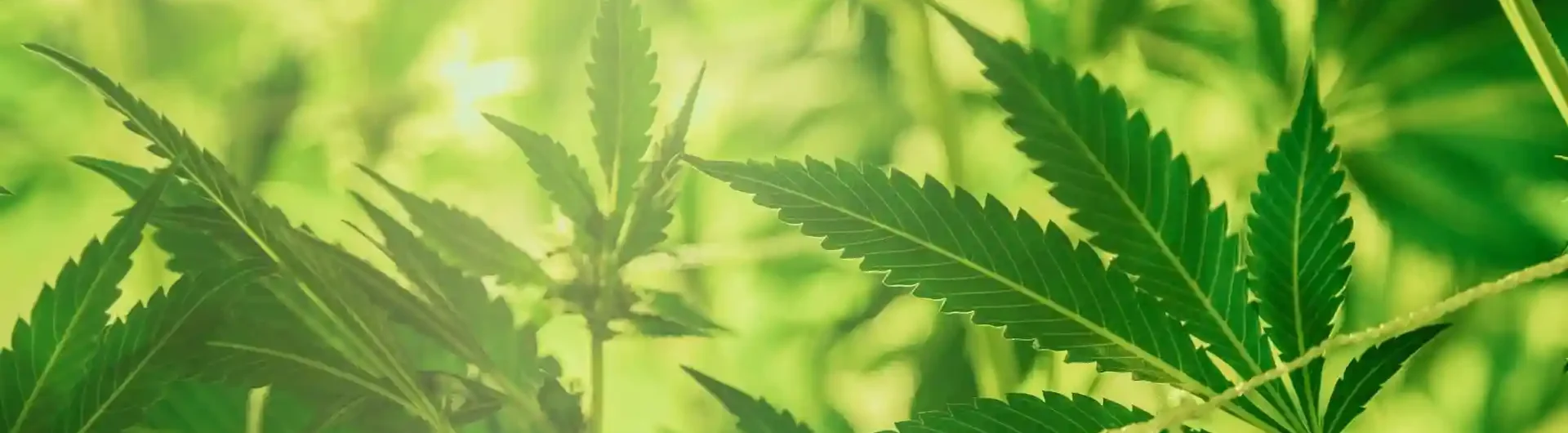 CBD Tropfen gegen Rückenschmerzen