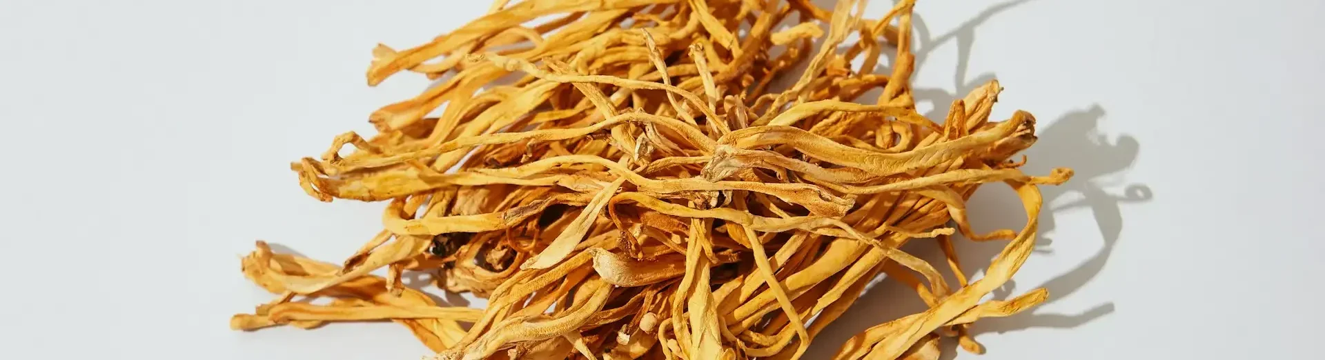 Cordyceps Vitalpilz zur Unterstützung von Stressresistenz
