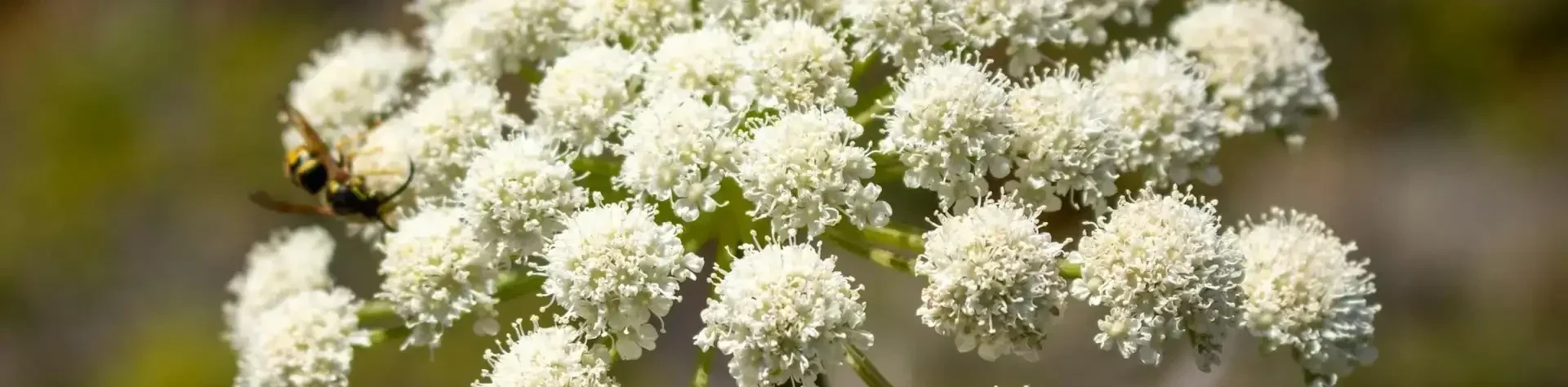 Dong Quai (Chinesische Engelwurz) als Alternative zu Mönchspfeffer