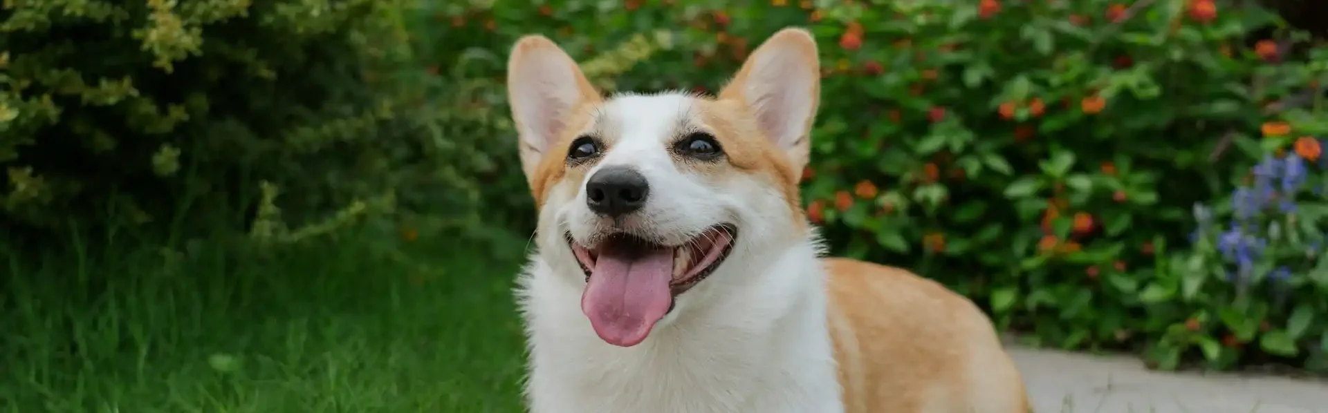 Dürfen Hunde Erdbeeren essen