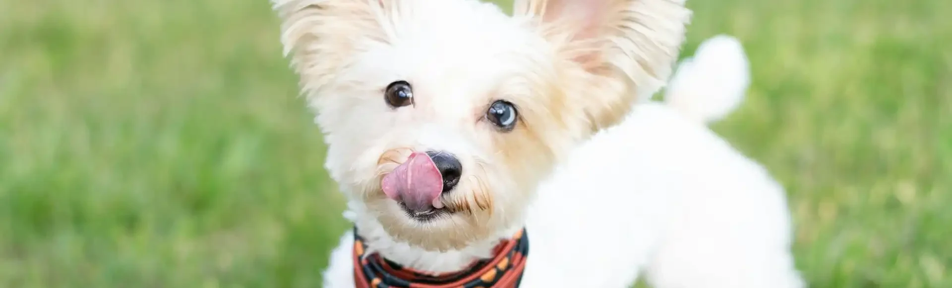 Dürfen Hunde Erdbeeren essen