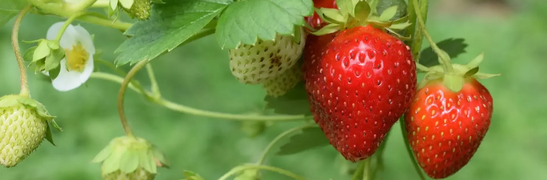 Dürfen Hunde Erdbeeren essen