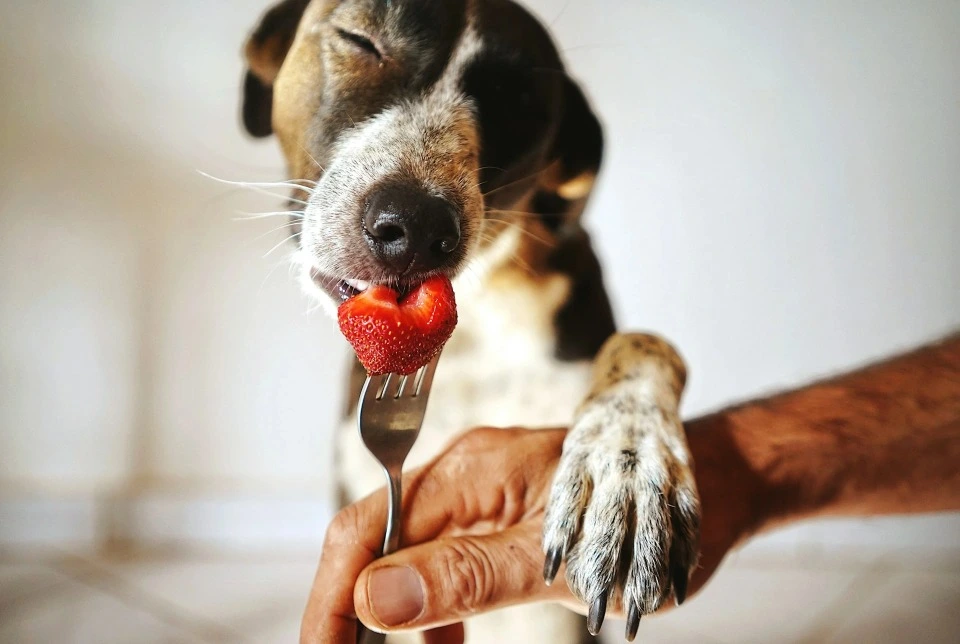 Dürfen Hunde Erdbeeren essen? Der komplette Ratgeber für Hundebesitzer