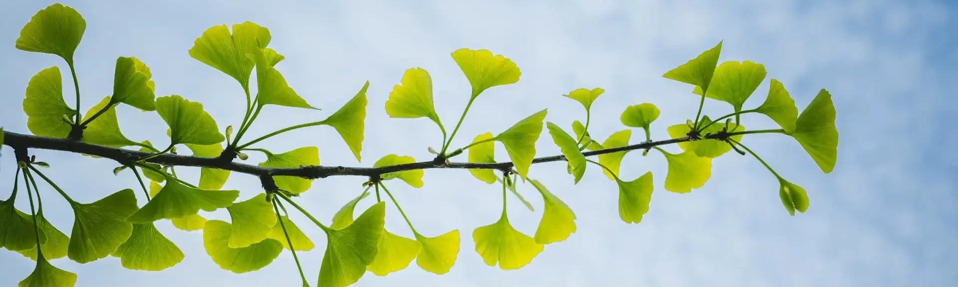 Ginkgo biloba bei Schwindel durch Stress