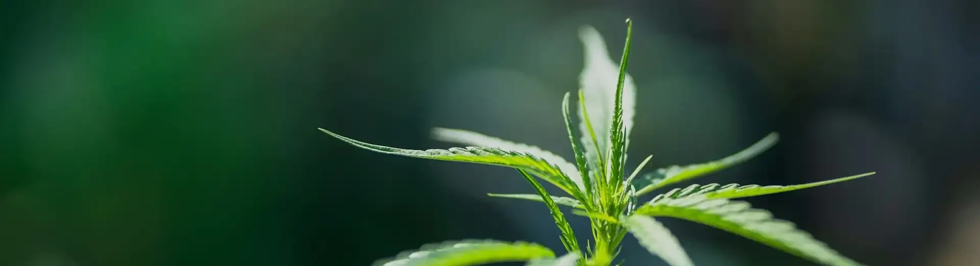 Unterschied von Hanföl & Cannabissalbe