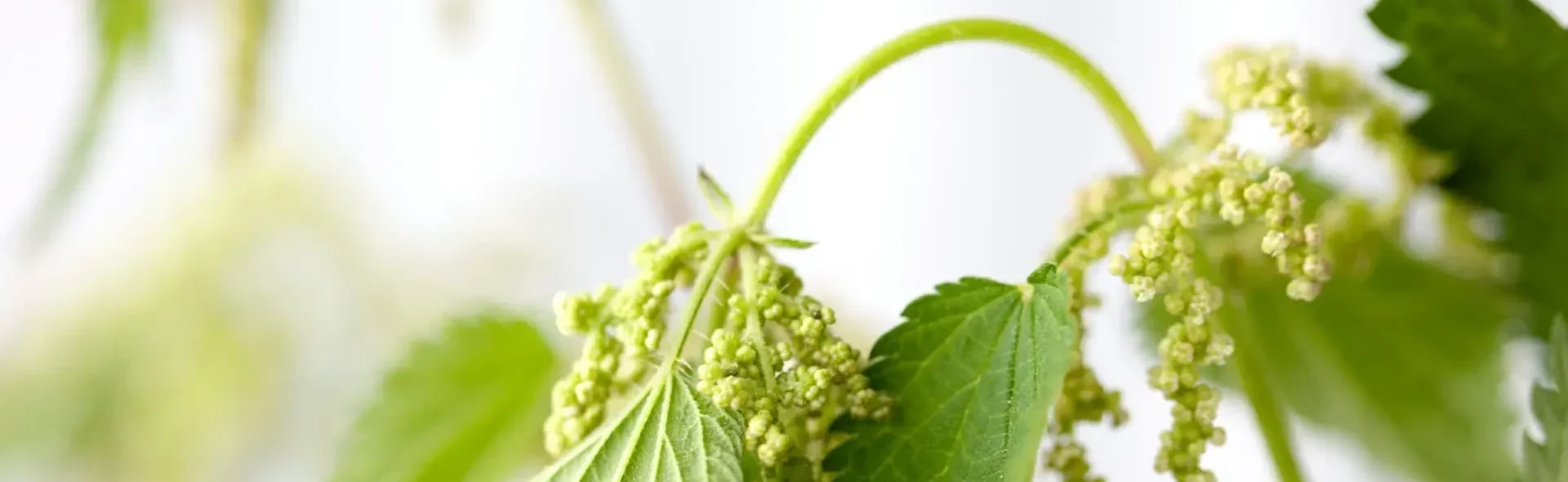 Hausmittel bei Rückenschmerzen