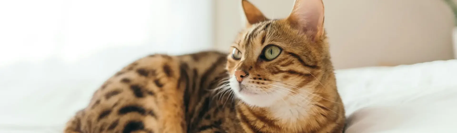 Homöopathie bei Katzen