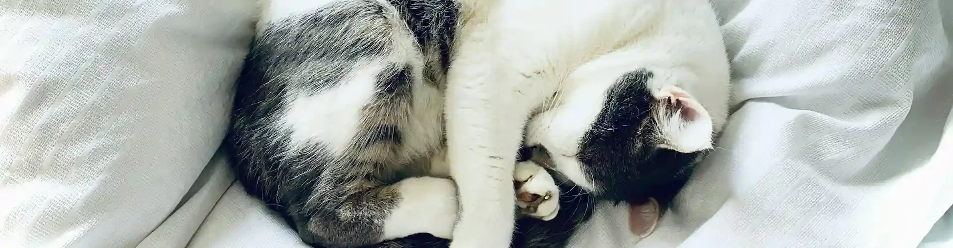 Natürliche Beruhigungsmittel für Katzen