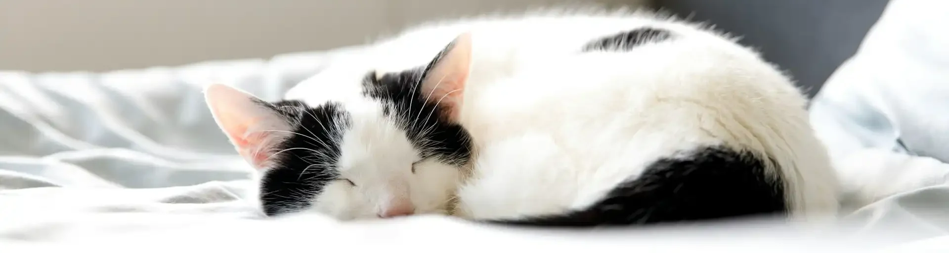 Katzen beruhigen in verschiedenen Situationen