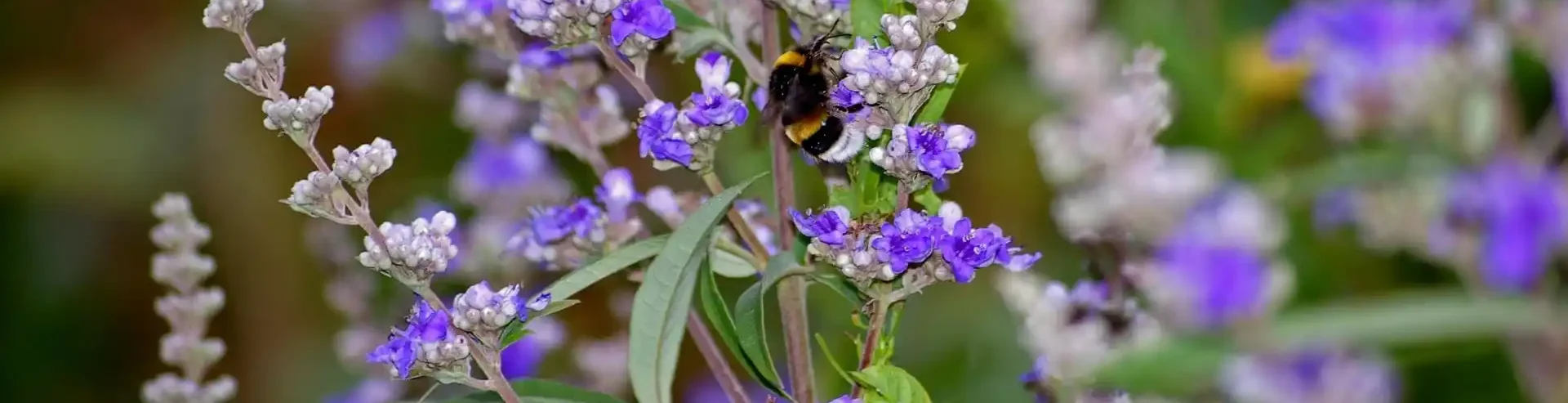 Anwendung von Mönchspfeffer