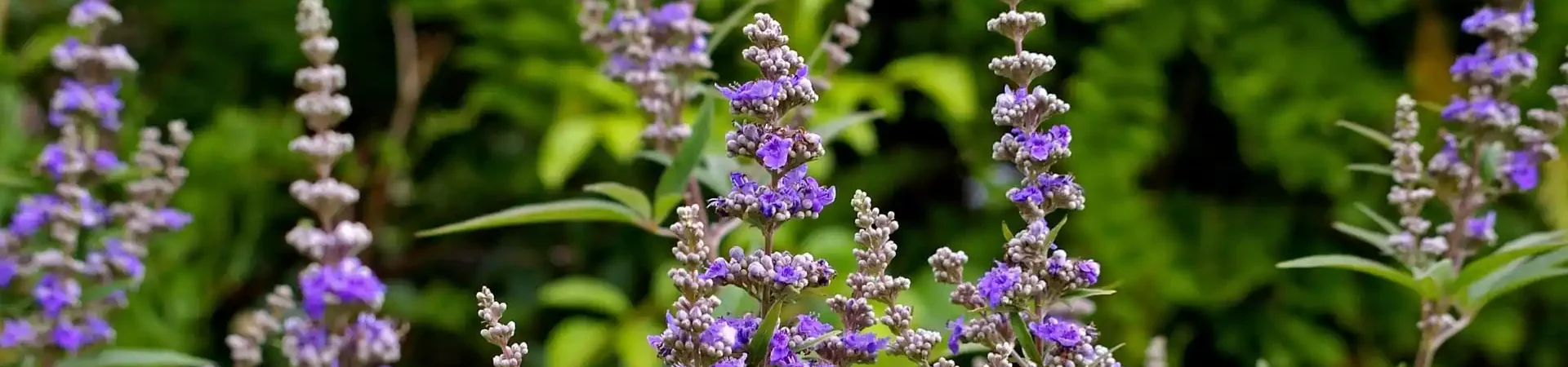 Anwendungstipps für Keuschlammfrüchte