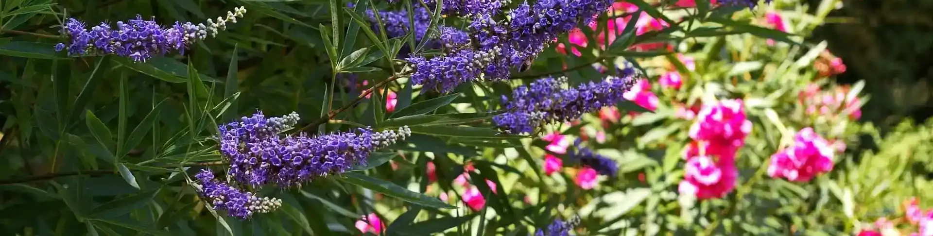 Langzeitanwendung von Mönchspfeffer in den Wechseljahren
