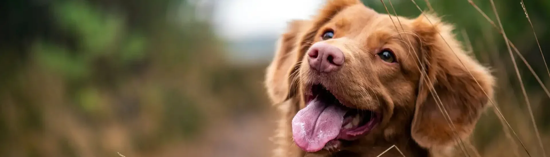 Natürliches Zeckenmittel selber machen