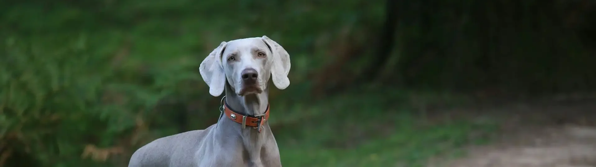 Natürliche Zeckenschutzprodukte – Spray, Spot-On & mehr 