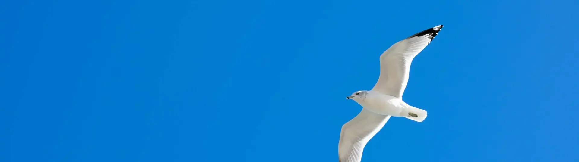 Beste Mittel gegen Panikattacken - Natürliche Alternativen