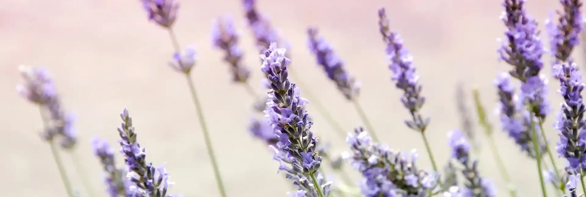 Die besten pflanzlichen Schlafmittel im Test