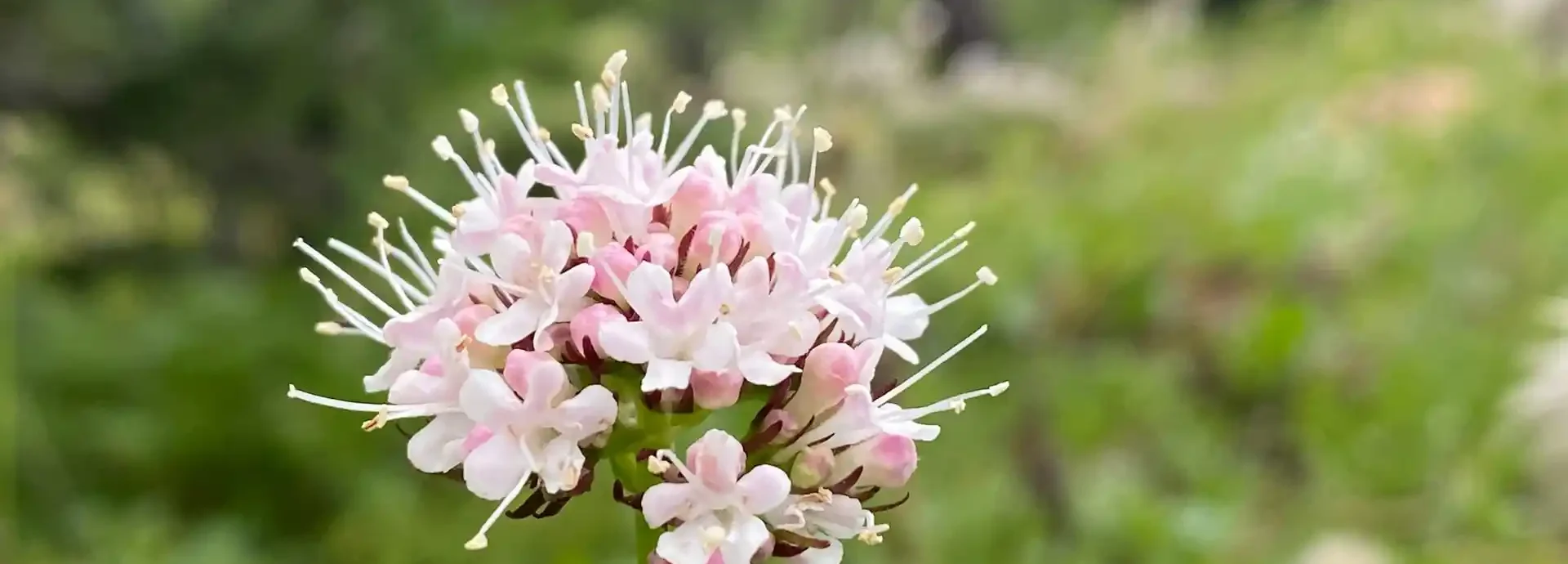 Wirksamste pflanzliche Schlafmittel