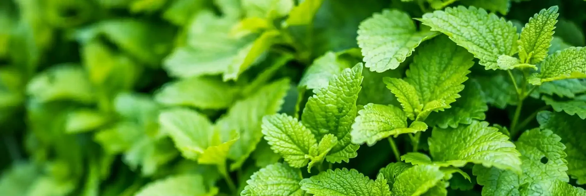 Die besten natürlichen Einschlafhilfen