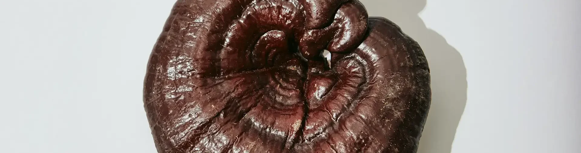 Reishi Vitalpilz zur Beruhigung
