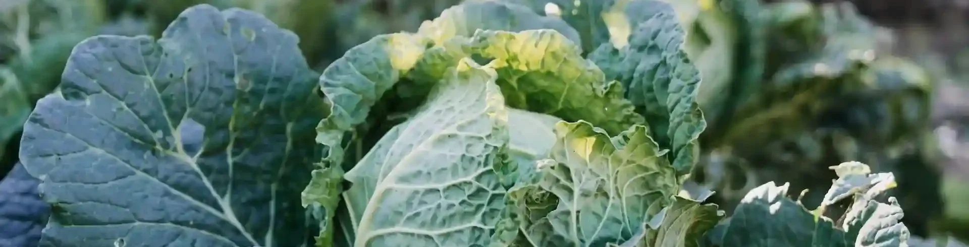 Superfoods um Nährstoffdefizite auszugleichen