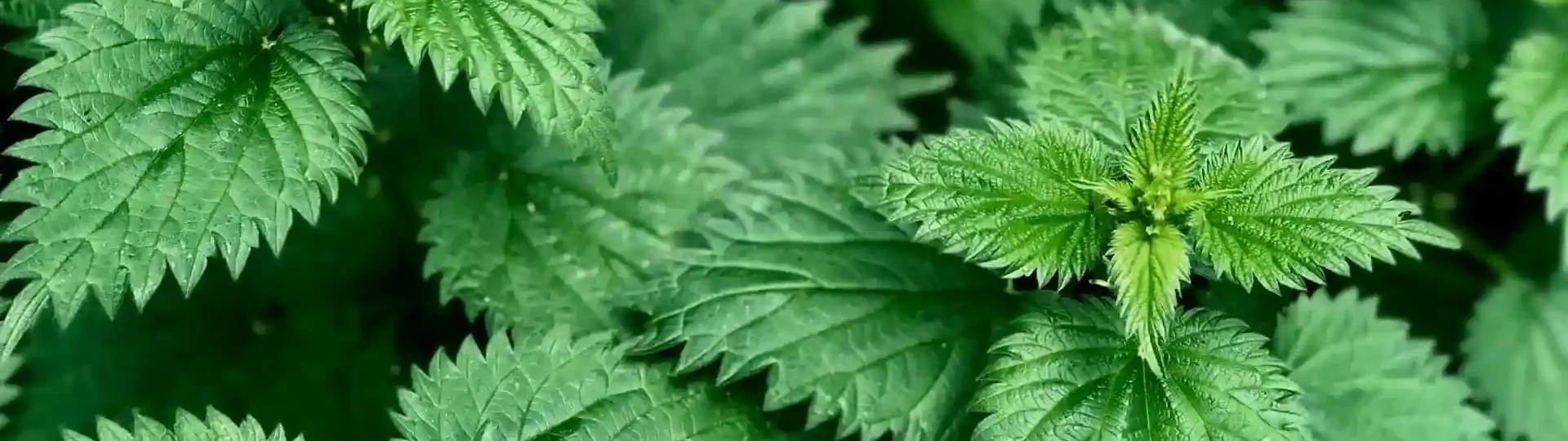 Superfoods und pflanzliche Supplements für mehr Energie und Balance 