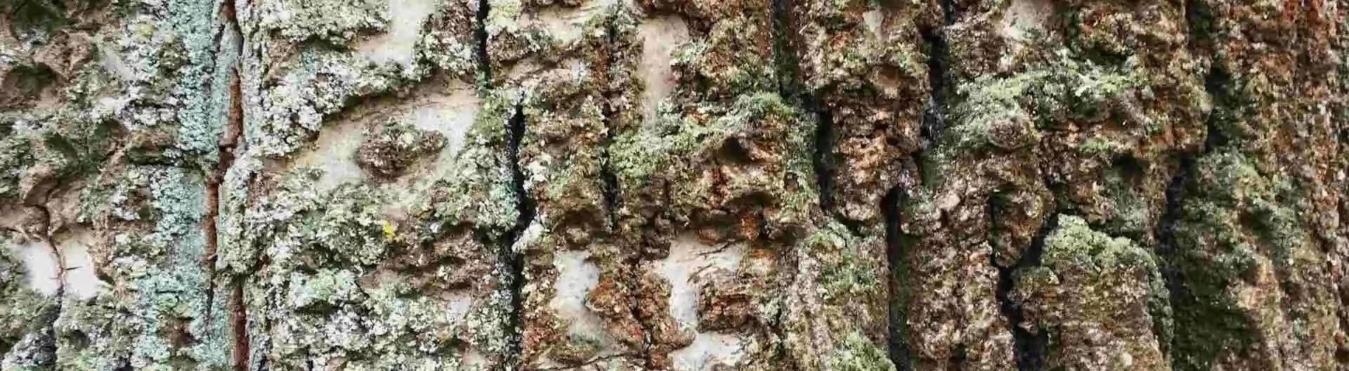 Pappelrinde bei Entzündung & Schmerzen