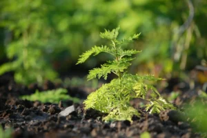 Artemisia annua kaufen