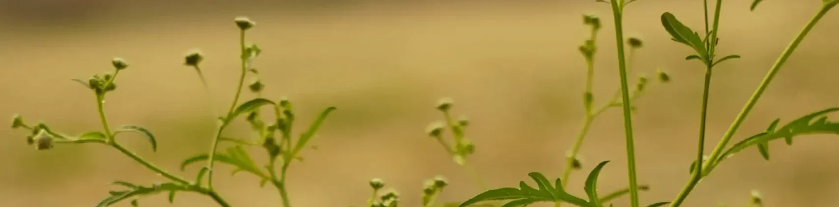 Artemisia annua Kapseln kaufen