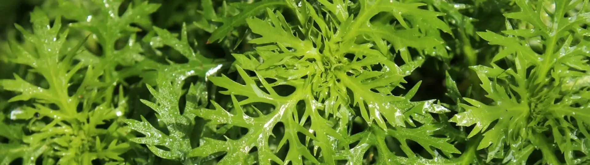 Artemisia annua kaufen: Produkte im Vergleich