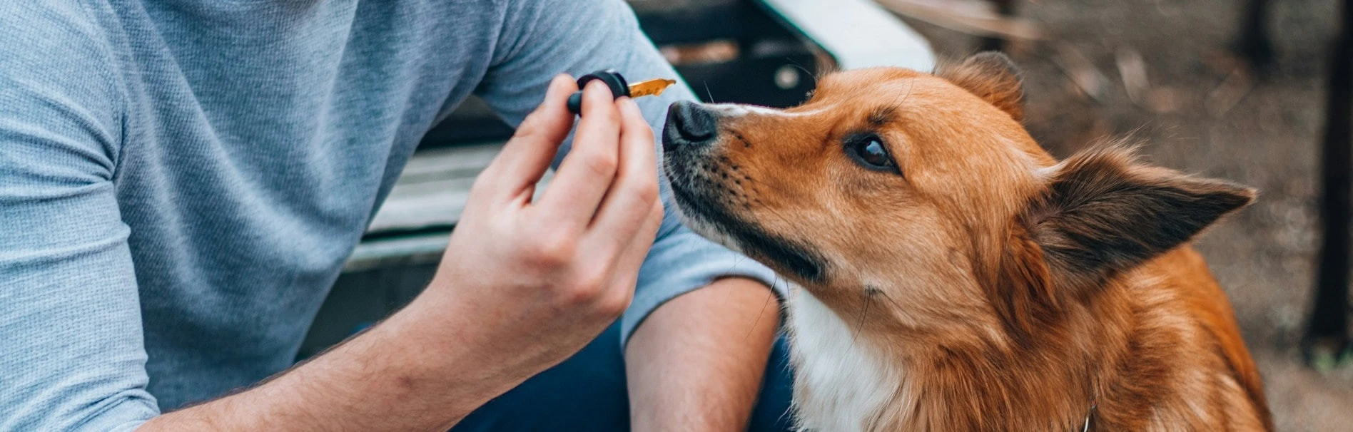 CBD Öl Hund Erfahrungen