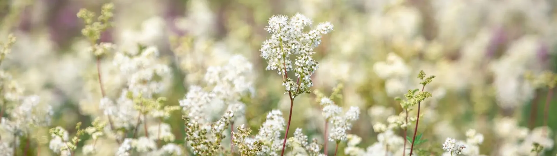 Mädesüß als starkes natürliches Schmerzmittel