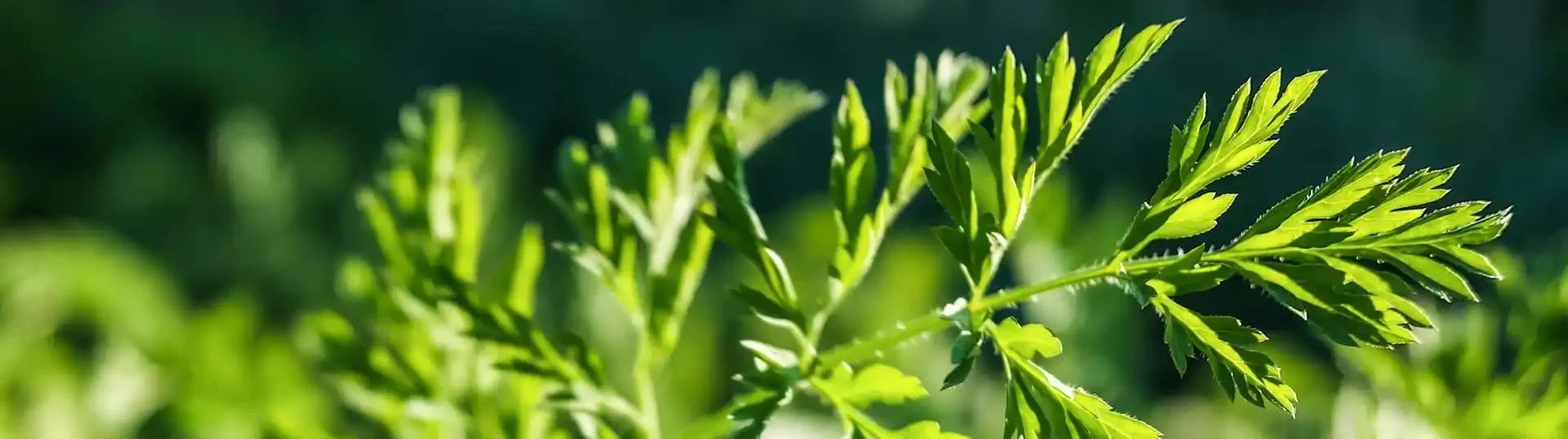 Qualitätskriterien beim Kauf von Artemisia annua