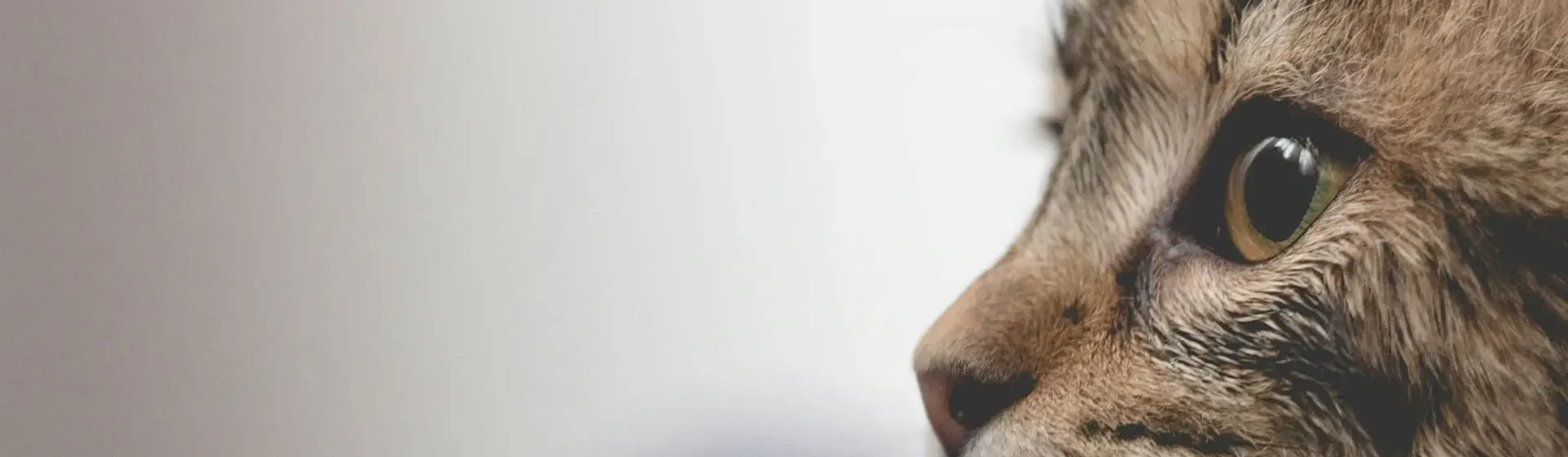 Globuli für Katzen bei Schnupfen