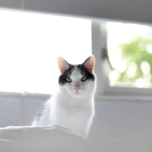 Homöopathie bei Katzen – Globuli für Katzen