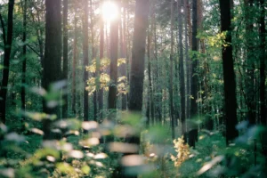 MBSR - Mindfulness Based Stress Reduktion