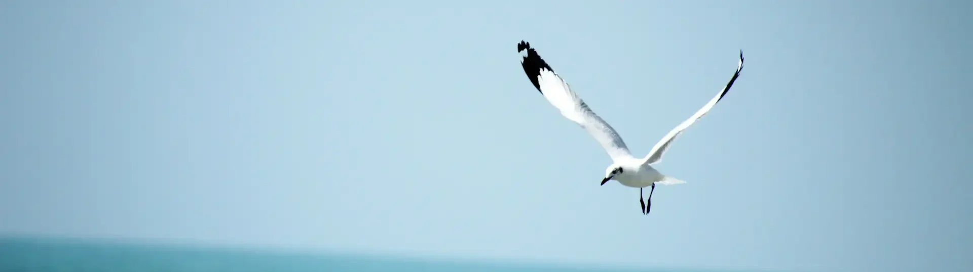 Mittel gegen Angst - Übersicht pflanzlicher Medikamente