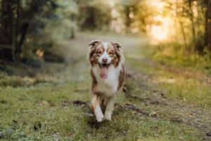 Natürliche Mittel gegen Zecken beim Hund: Natürliches Zeckenmittel für Hunde selber machen ohne Chemie